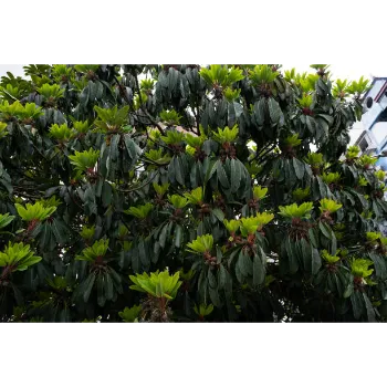 Mohogany Plants